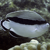 Bandit Angel (<I>Apolemichthys arcuatus</I>, endemic), Three Fingers, Kauai, HI, 2010