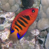 Flame Angel (<I>Centropyge loricula</I>), Kaloko (Outer), Kona, HI, 2009