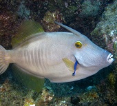 Filefish