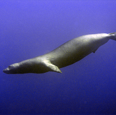 Monk Seal (<I>Monachus schauinslandi</I>, endemic), Pyramid, Niihau, HI, 2010