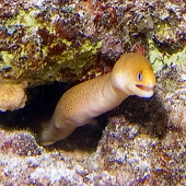 Dwarf Moray (<I>Gymnothorax melatremus </I>) Manta Ray Bay, Kona, HI, 2007