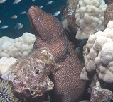 Moray Eels