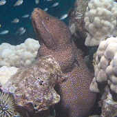 White Mouth Moray (<I>Gymnothorax meleagris</I>), Kaiwi, Kona, HI, 2007