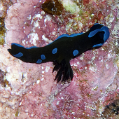 Gloomy Nudibranch (<I>Tambja morosa</I>), Hole in the Wall, Kona, HI 2009