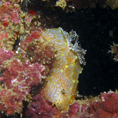 Goldlace Nudibranch (<I>Halgerda terramtuentis</I>), Tunnels, Kauai, July 2010