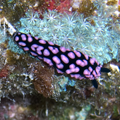 <I>Phyllidia Pustulosa</I>, Black Hole, Kona, HI 2009