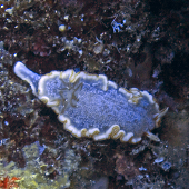 Snow Goddess Nudibranch <I>Glossodoris poliahu</I>, Vertical Awareness, Niihau, HI 2010