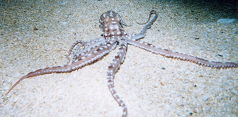 Ornate Octopus (<I>Octopus Ornatus</I>)