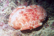 Spanish Dancer (<I>Hexabranchus aureomarginatus</I>)