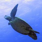 Green Sea Turtle Ascending, Fish Bowl, Kauai, 2010