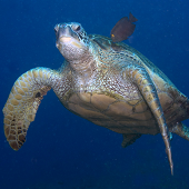 Green Sea Turtle getting cleaned by Goldring Tang (<I>Ctenochaetus strigosus</I>) Turtle Bluffs, Kauai, 2008