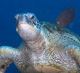 Green Sea Turtles